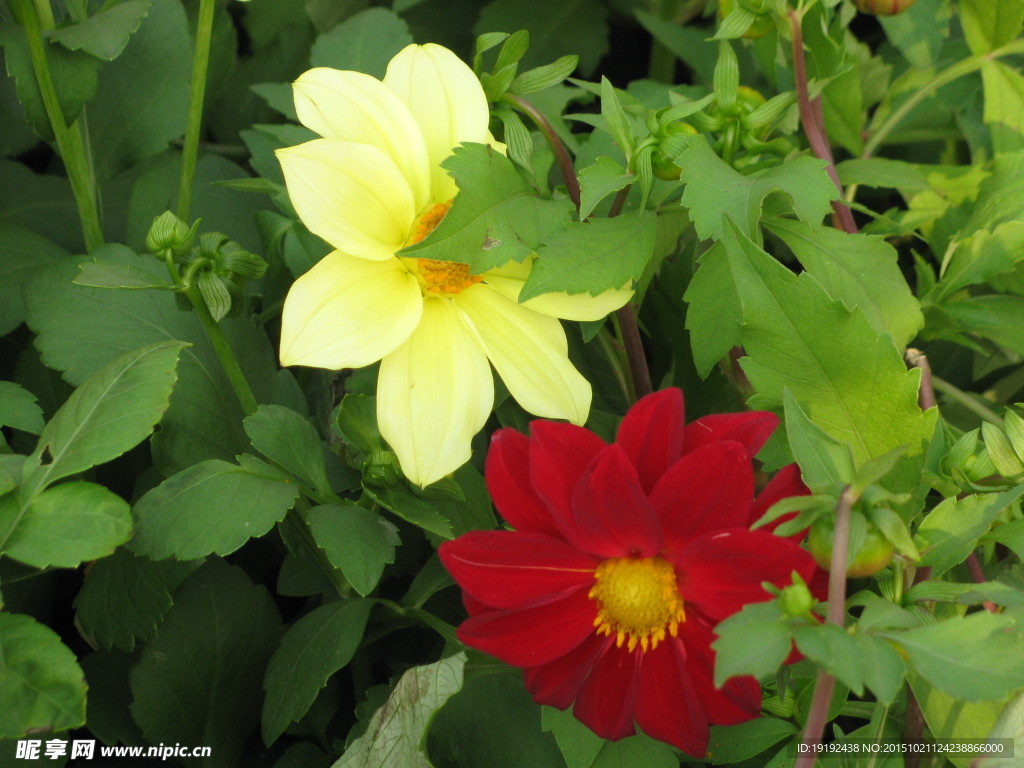 小丽花