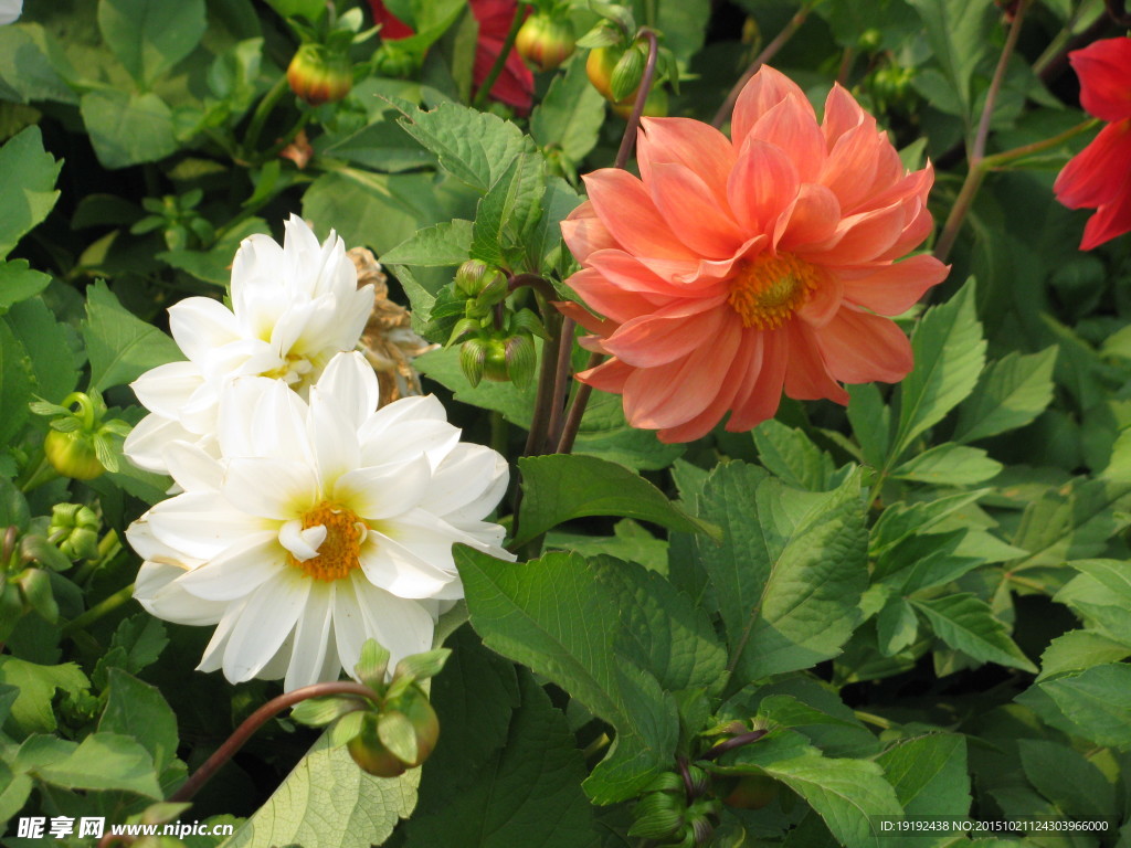 小丽花