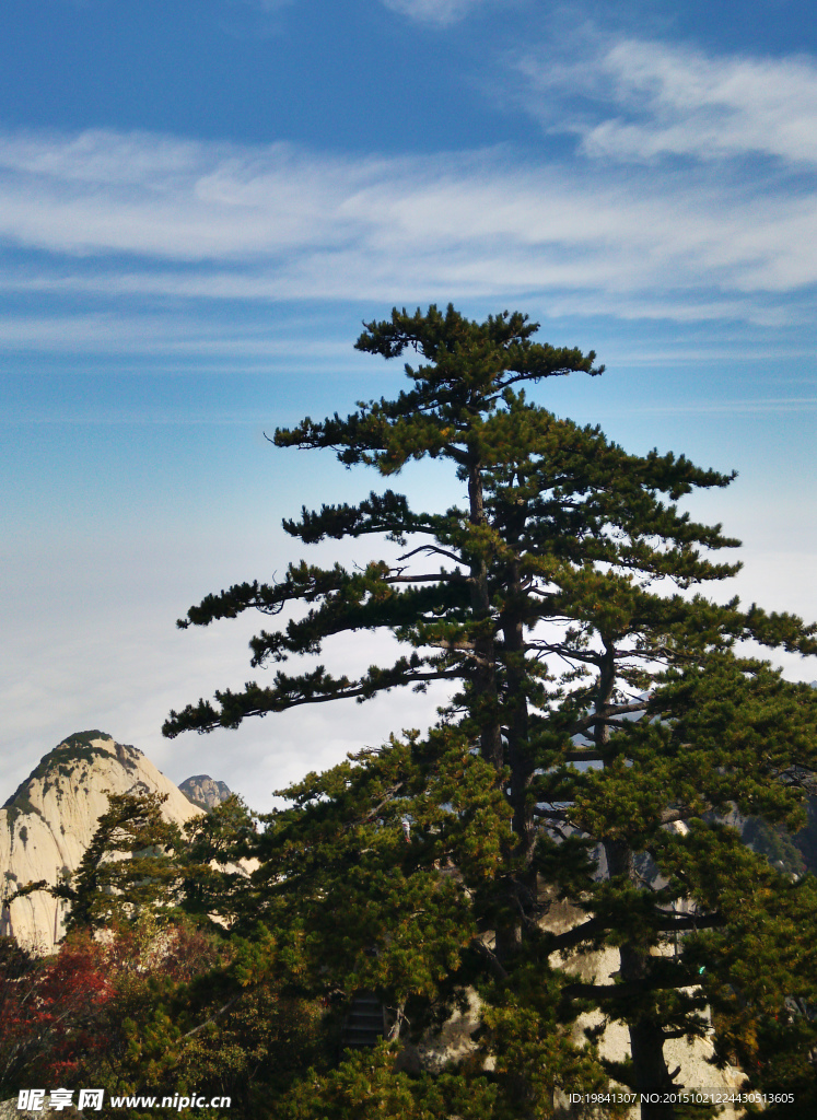 华山松树