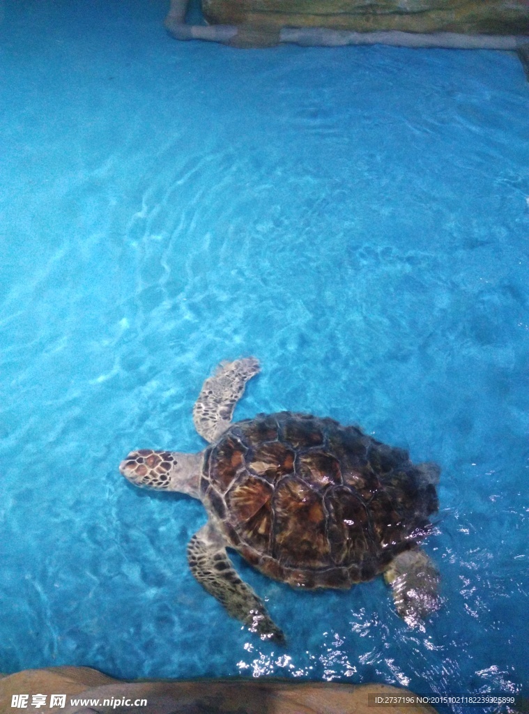 海龟