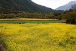 川藏林芝风景