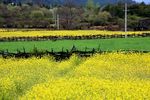 川藏林芝风景