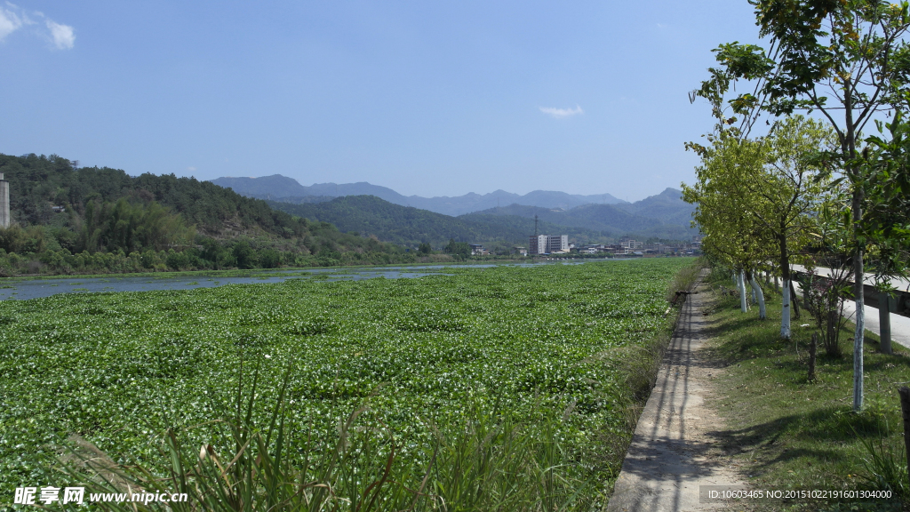 江河风光 绿藻满江