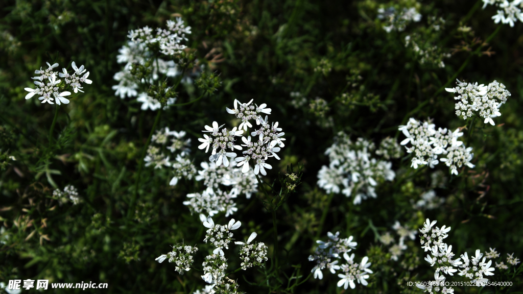 城市蔬菜 菜种菜花