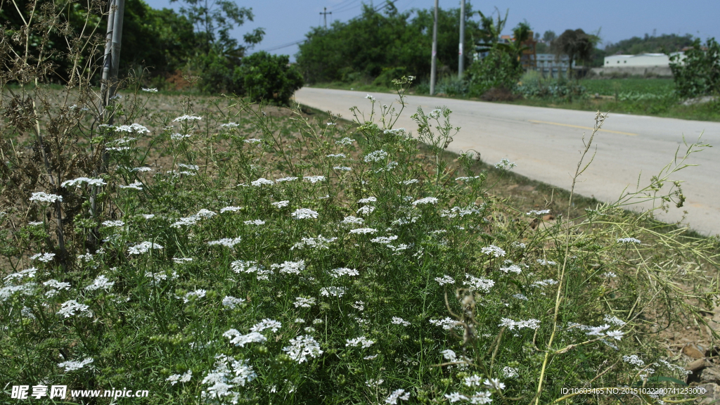 城市菜园 菜篮子基地