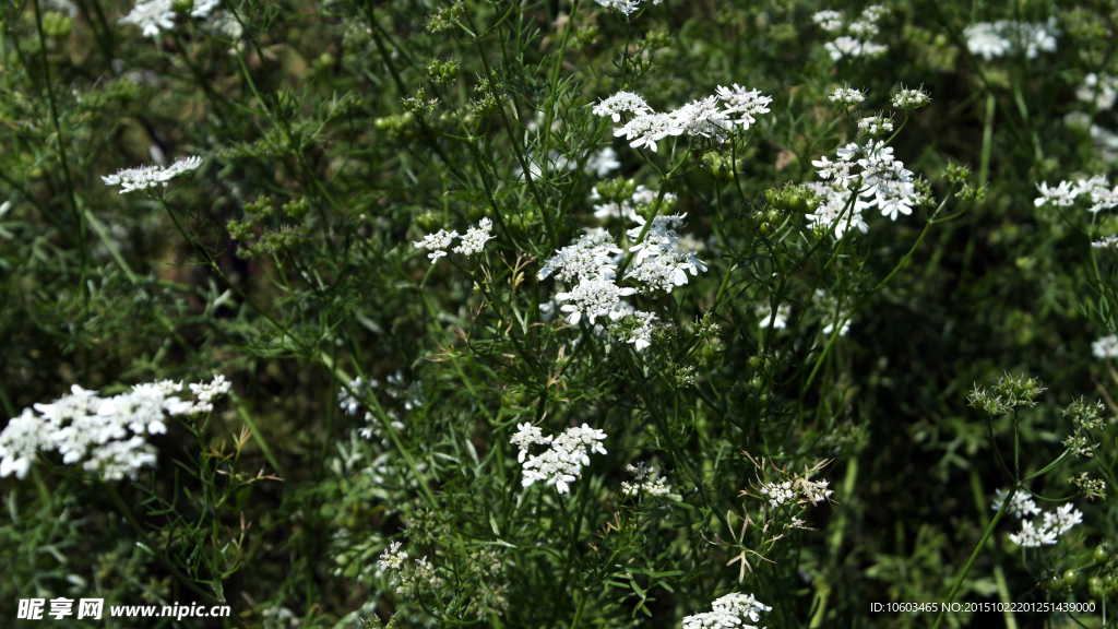 城市蔬菜 菜种菜花