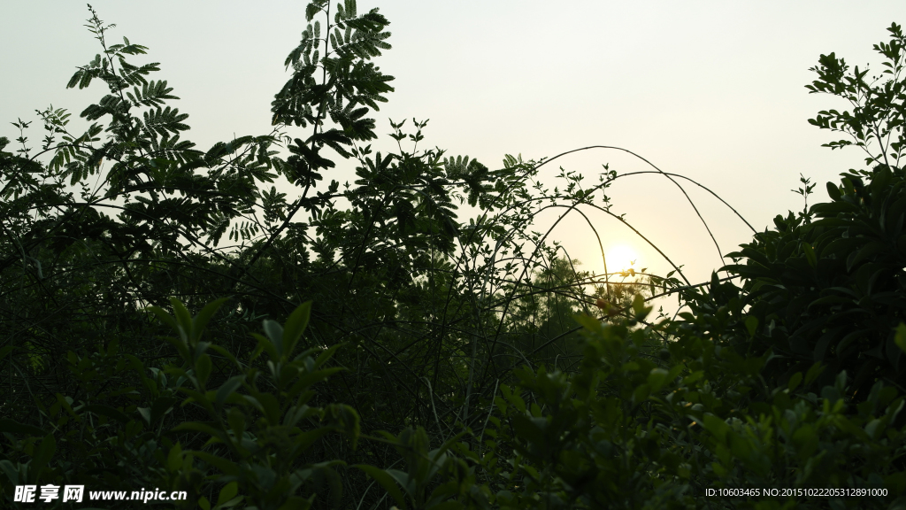 夕阳晚照 林木生辉