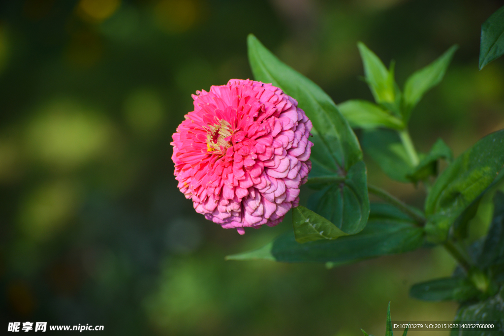 粉菊花