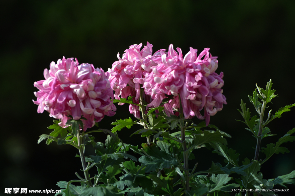 粉菊花