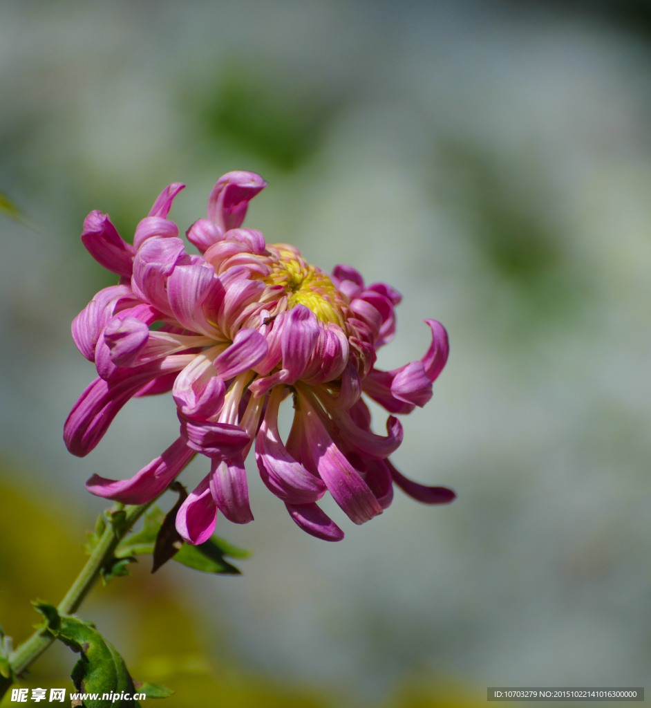 粉菊花