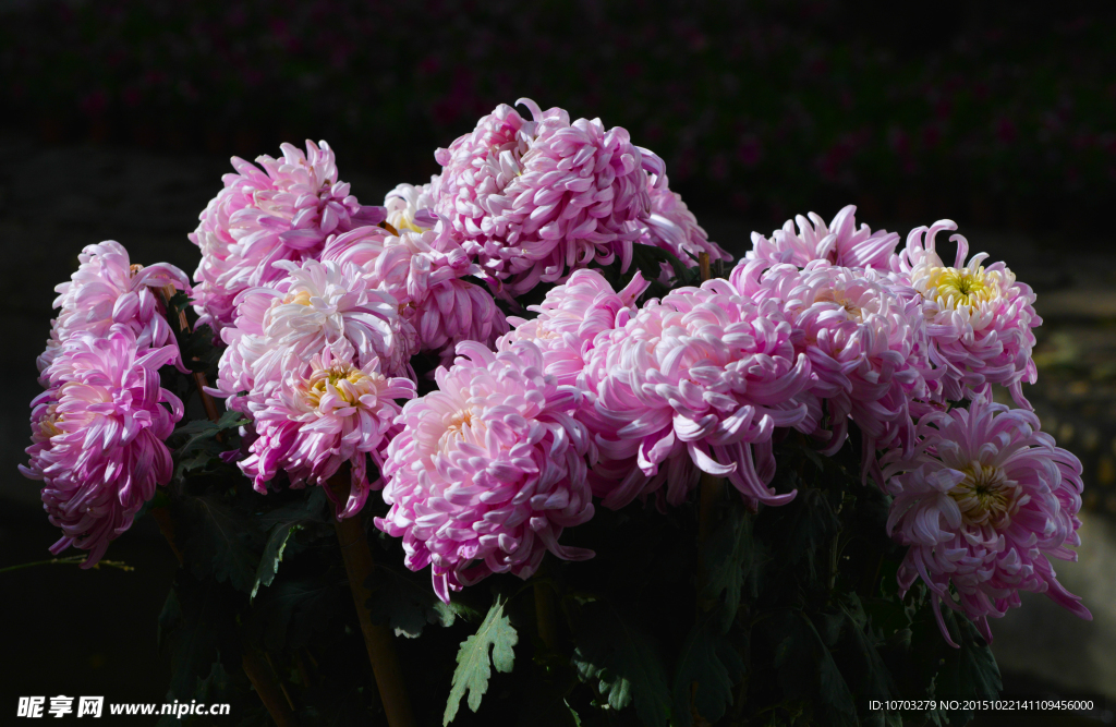 粉菊花