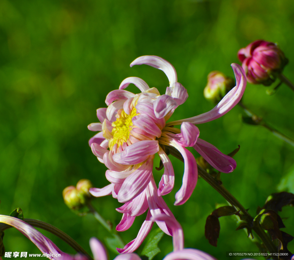 粉菊花