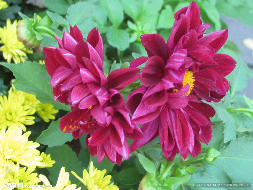 小丽花