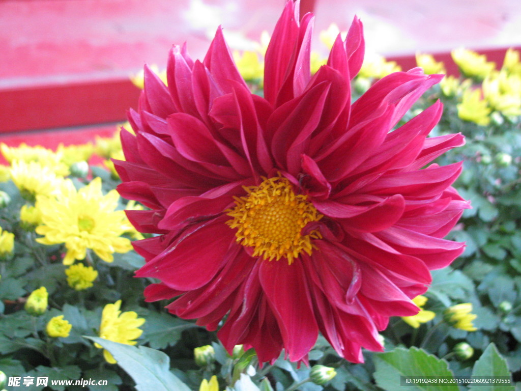 小丽花