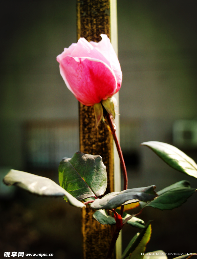 蔷薇花