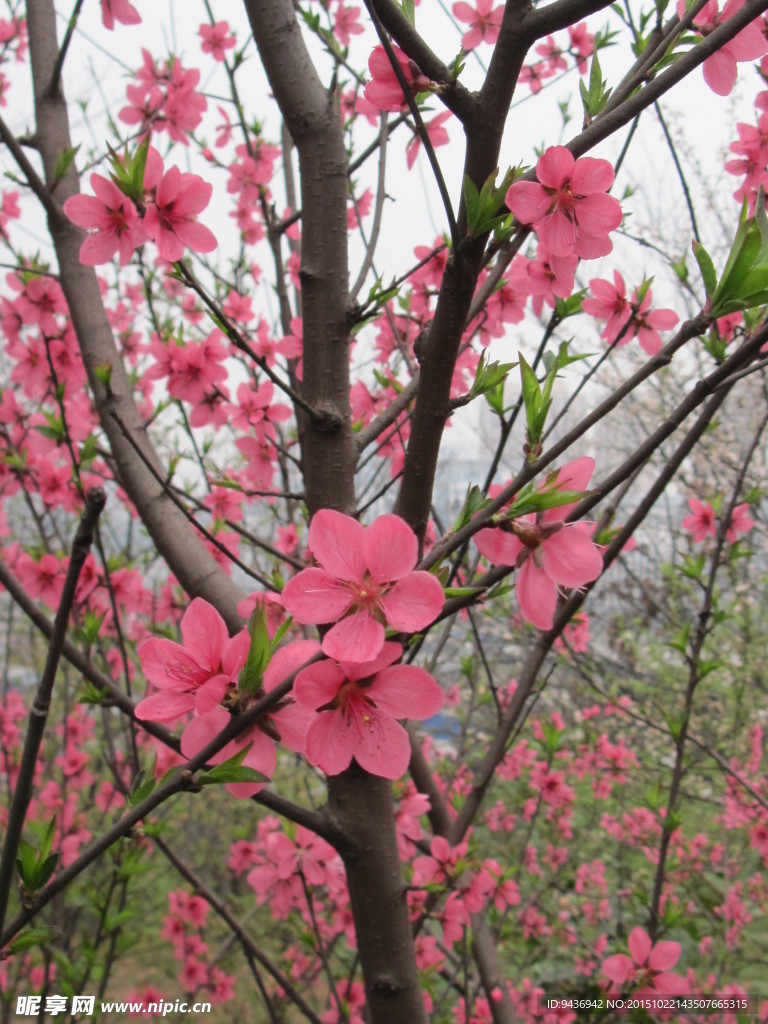 桃花