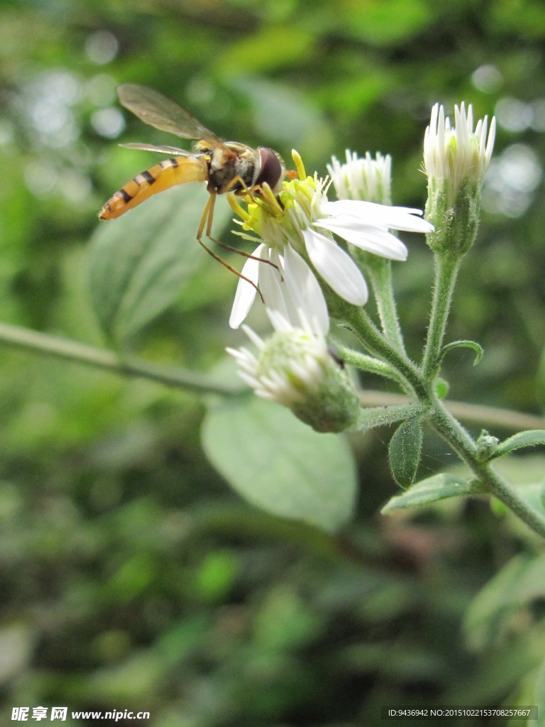 野蜂