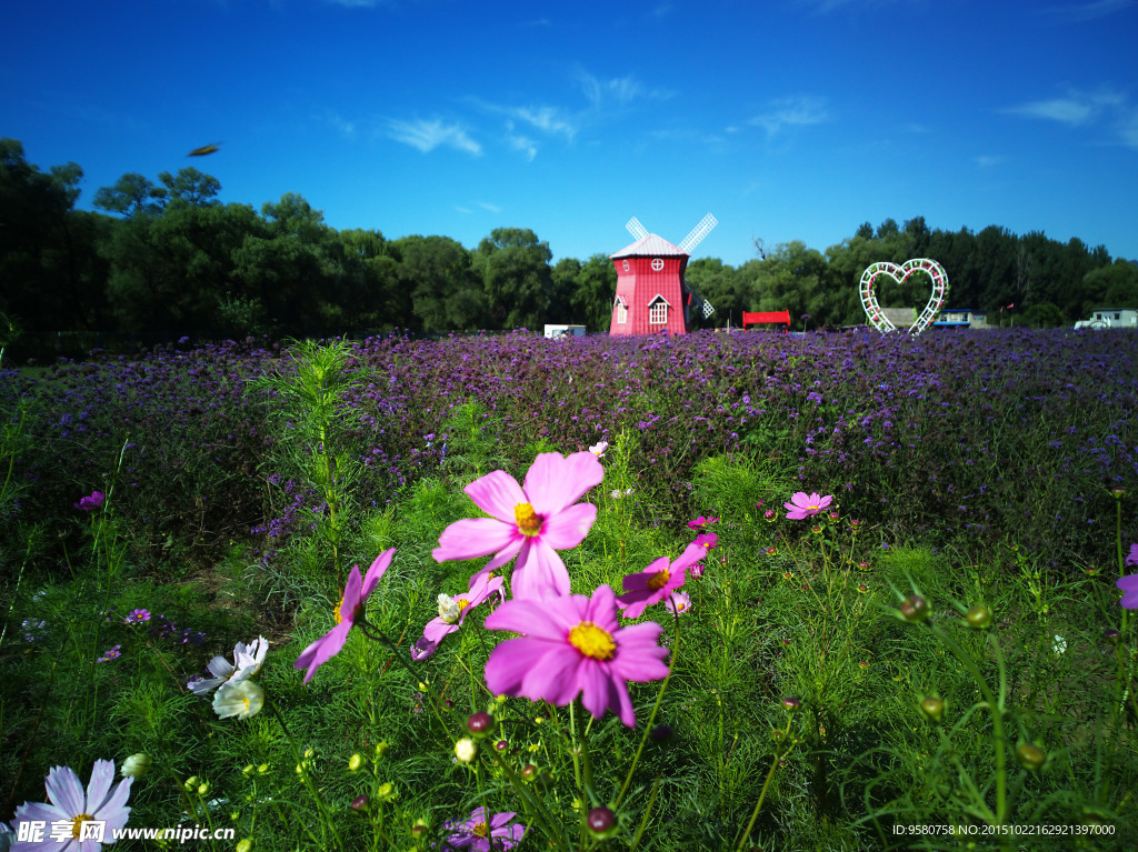 格桑花