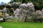 川藏林芝风景
