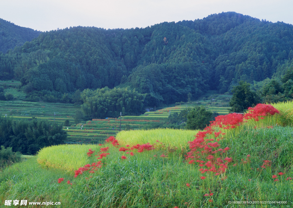 草地  绿地花圃