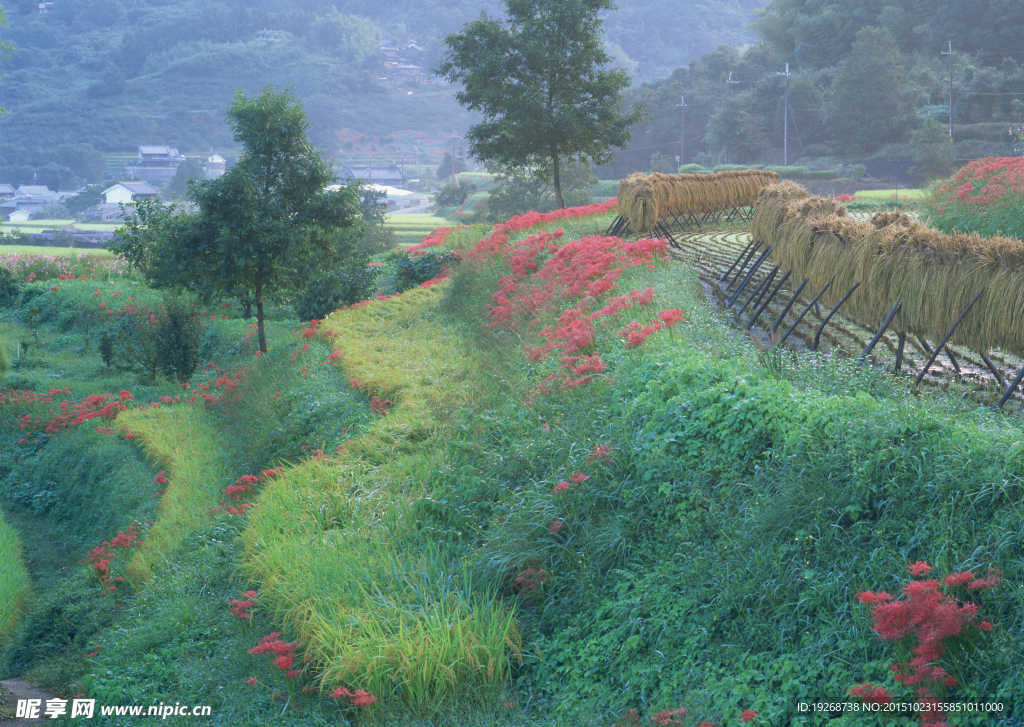 草地 绿地花圃 高山绿地