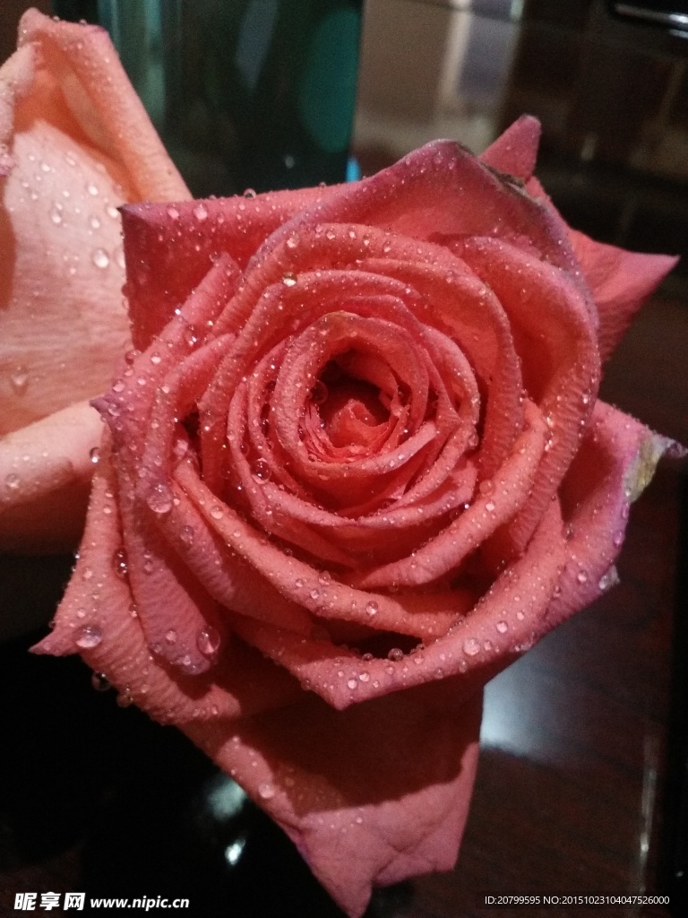 玫瑰花