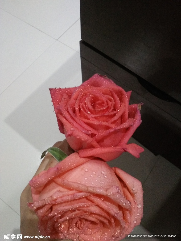 玫瑰花