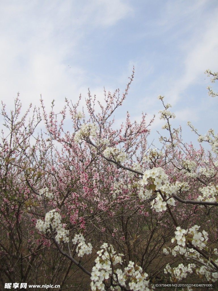 梨园桃花
