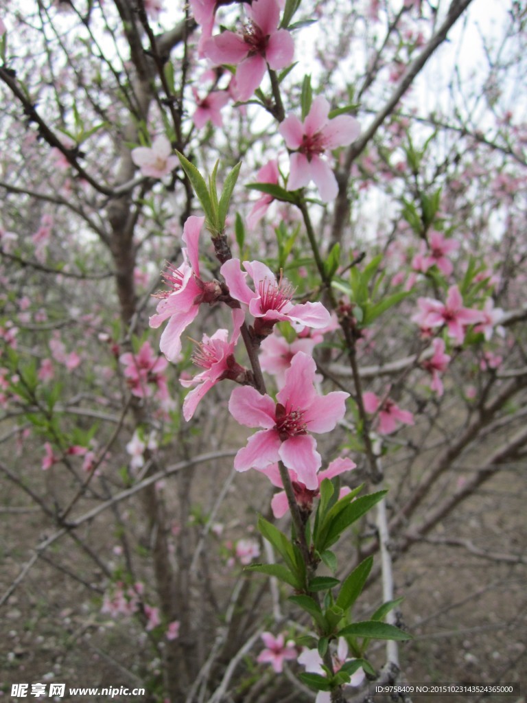 桃花