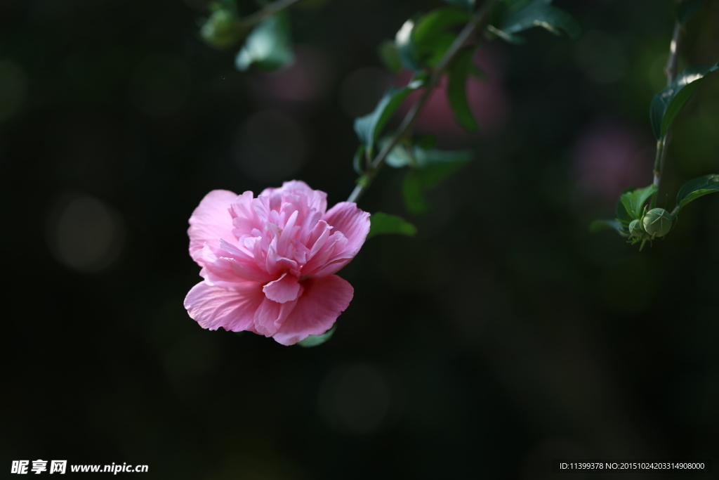 粉红花