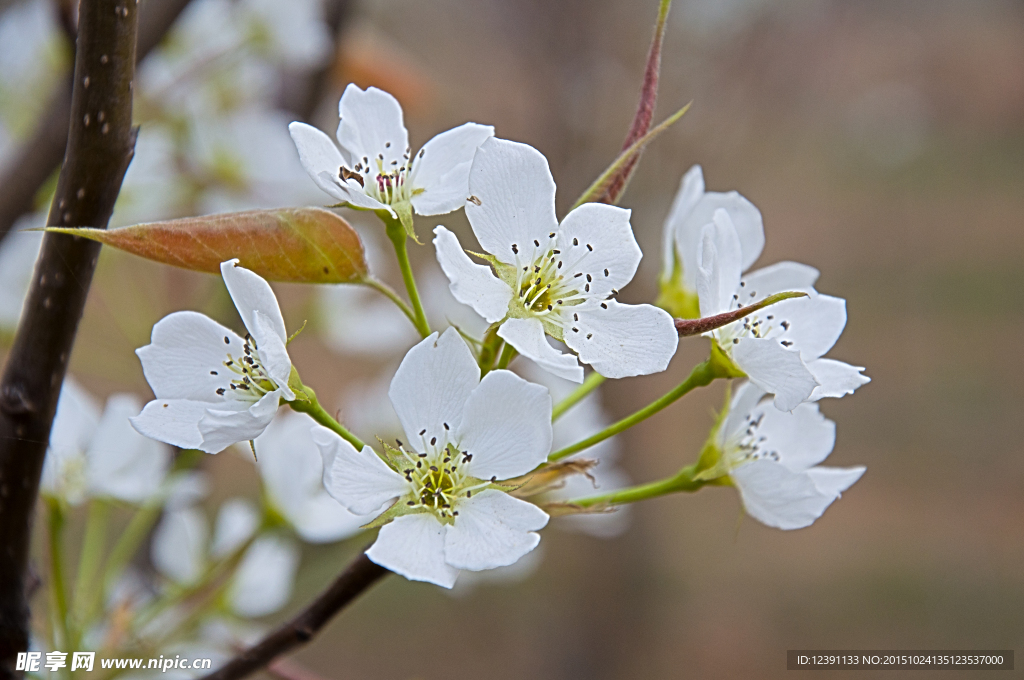 白色桃花特写