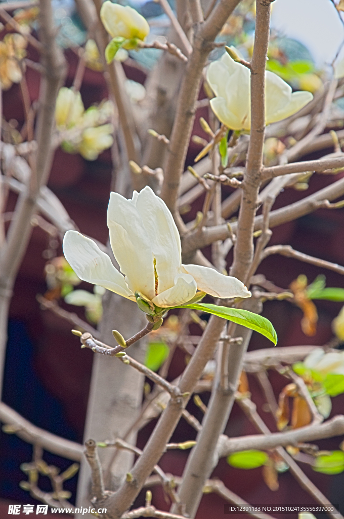 白玉兰花特写