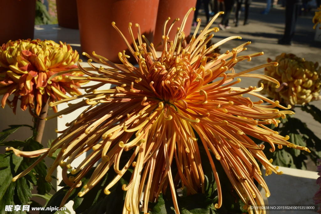 菊花