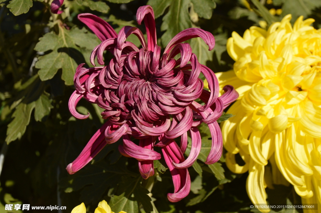 菊花