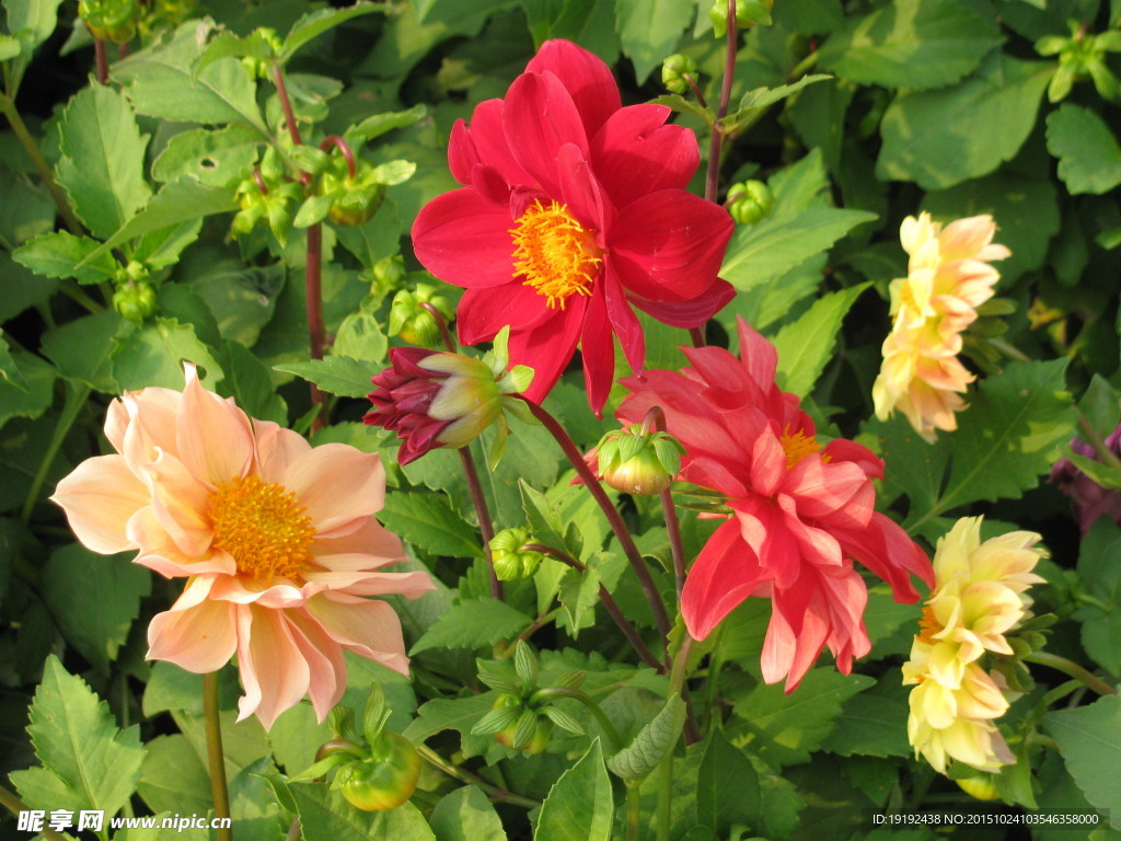 小丽花