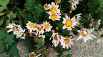 白色菊花 菊花苞