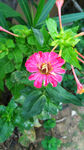 红菊花 红花