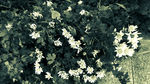 白色菊花 菊花