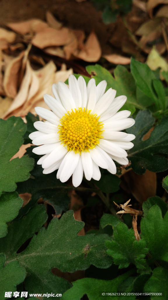 白色菊花 菊花