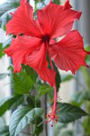 扶桑花