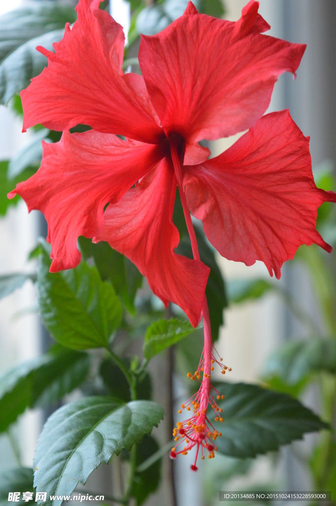 扶桑花