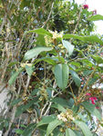 桂花树