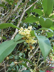 桂花树