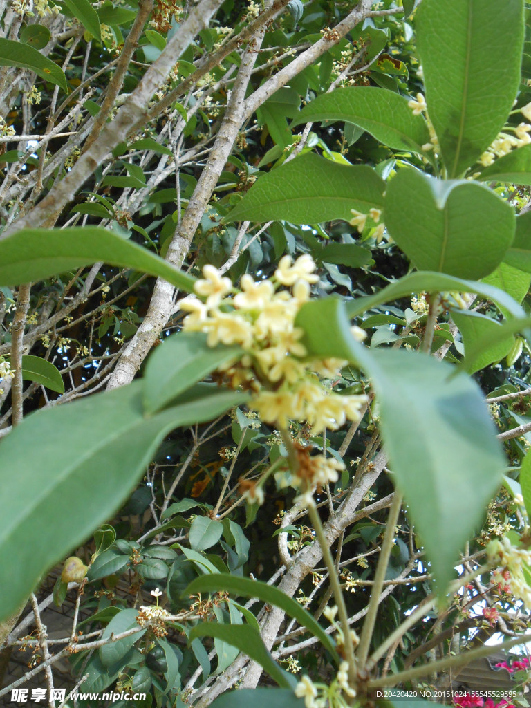 桂花树