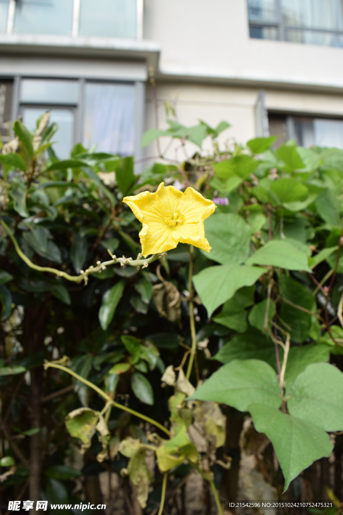 黄花 小黄花 黄花绿叶 黄色花