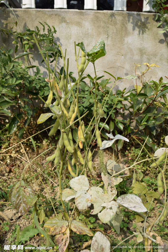 毛豆 豆类