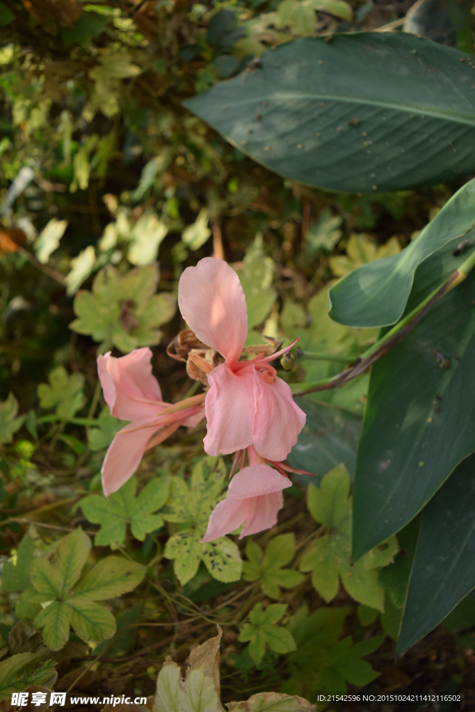 小花 粉色小花