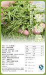 茶叶标签