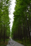 林荫小道