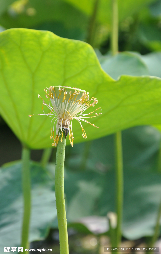 莲花落